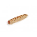Molix Caimano Worm