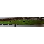 Herakles Ispanic Shad 3.5