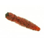 Molix Caimano Worm